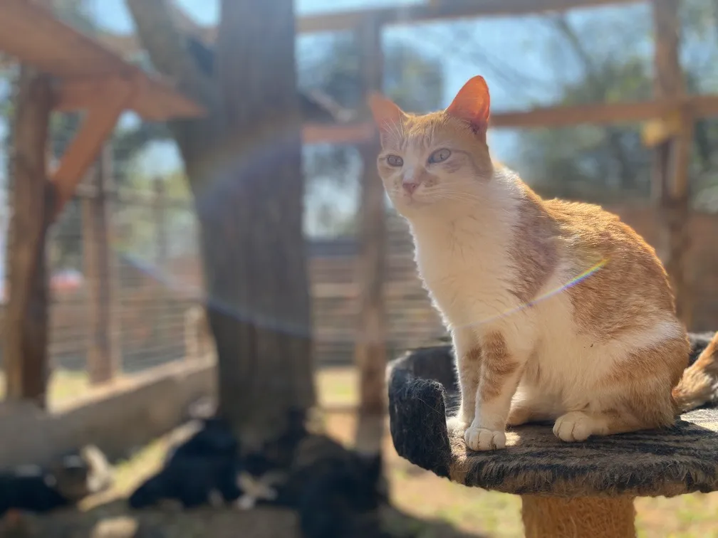 Gato em ambiente protegido no espaço de acolhimento.