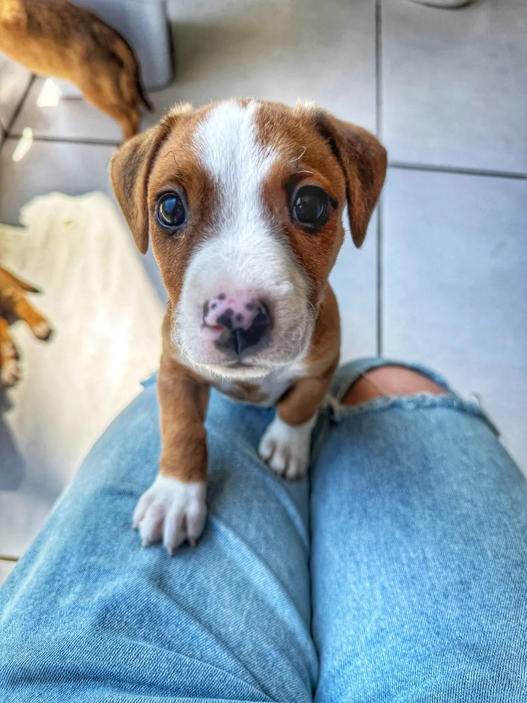 Filhote resgatado olhando para a câmera.