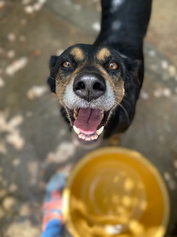 Cachorro feliz durante rotina de cuidado no projeto.
