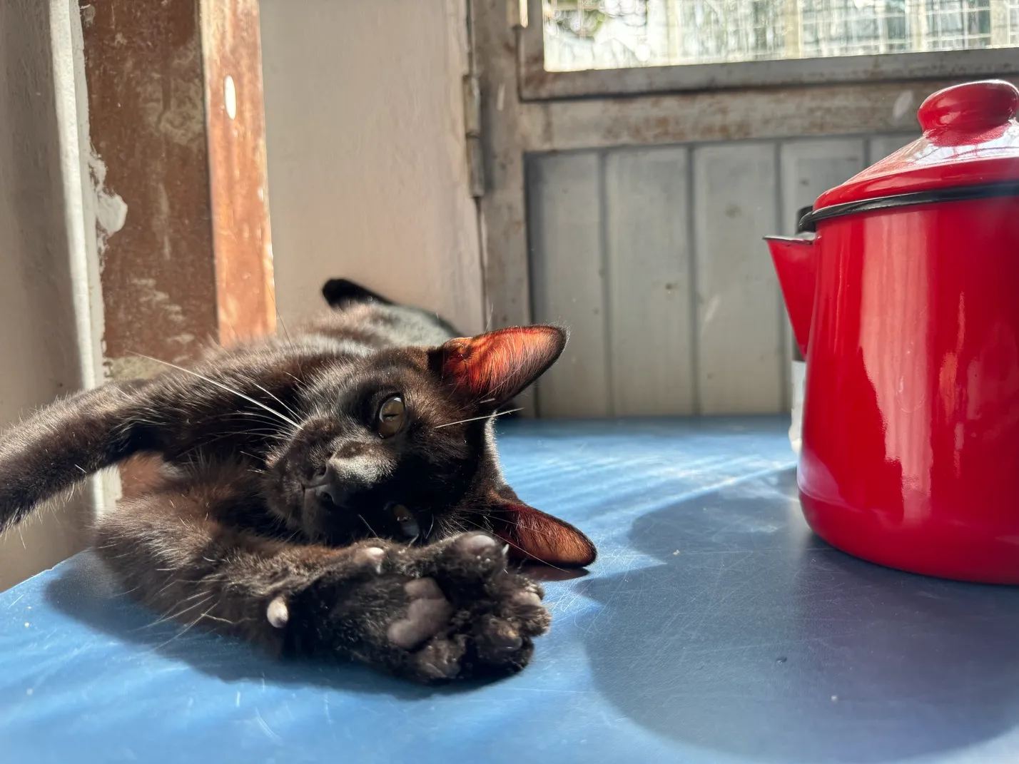 Gato acolhido descansando em ambiente interno.
