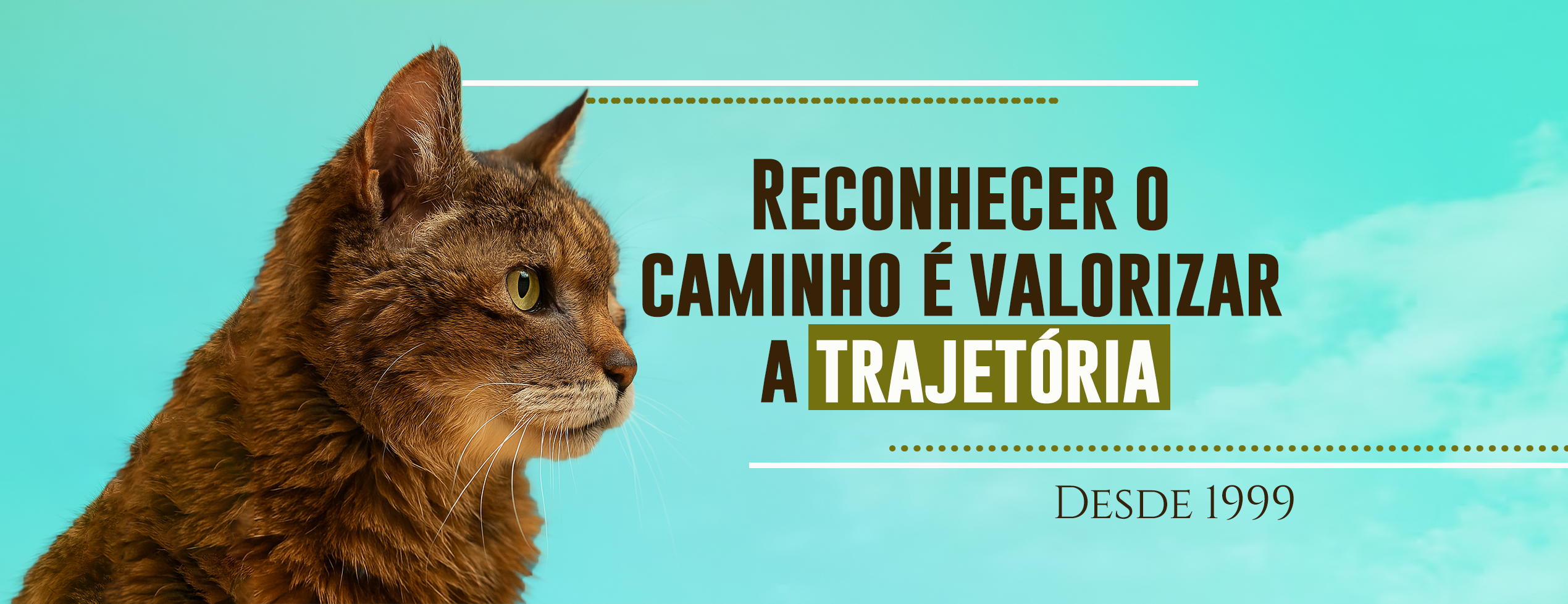 Capa da retrospectiva do Projeto Anjos de Patas.