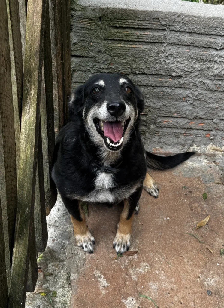 Foto de Romênia, cão para adoção no Projeto Anjos de Patas.