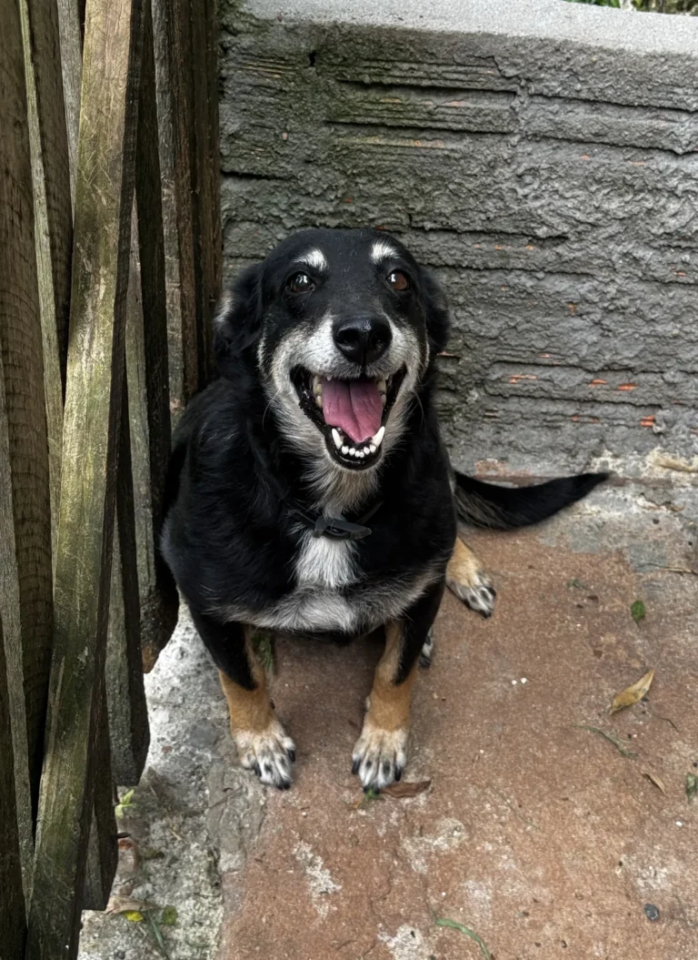 Foto de Romênia, cão para adoção no Projeto Anjos de Patas.