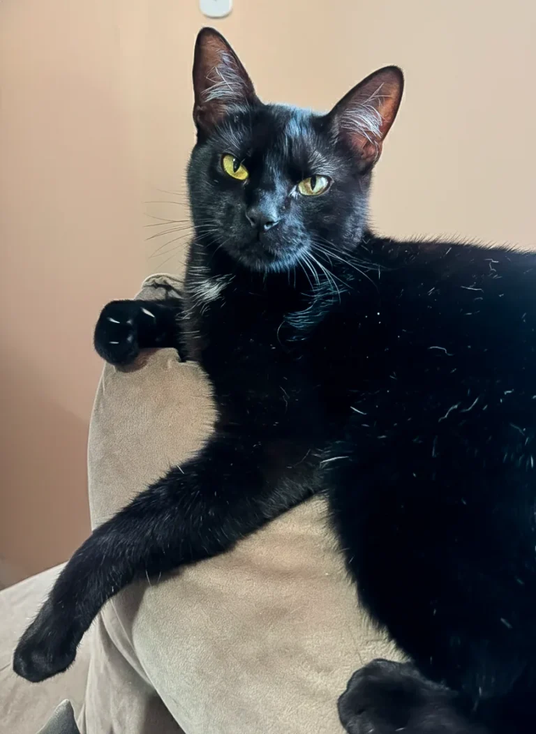 Foto de Alecrim, gato para adoção no Projeto Anjos de Patas.