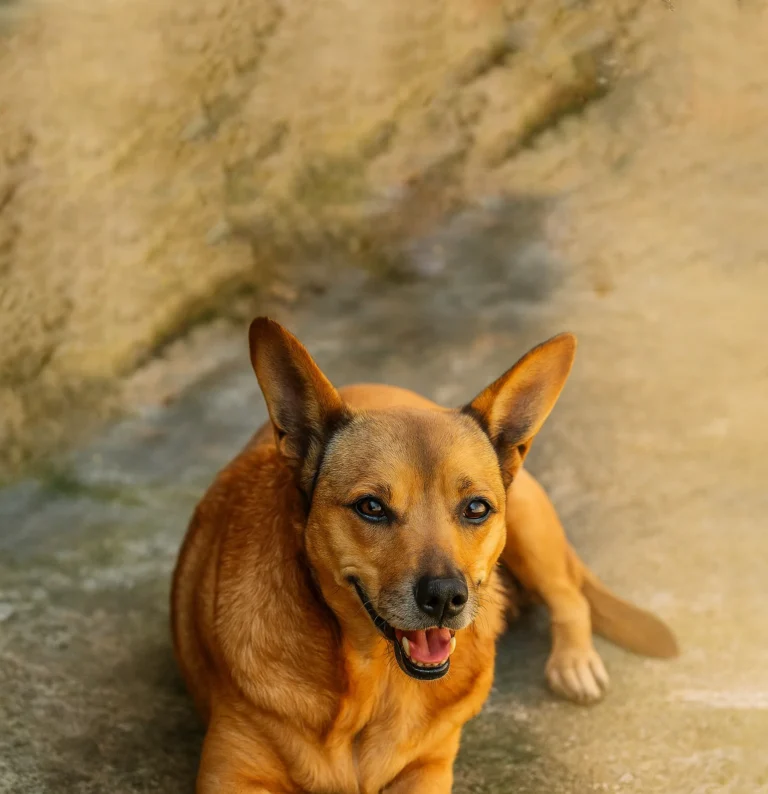 Foto de Amêndoa, cão para adoção no Projeto Anjos de Patas.