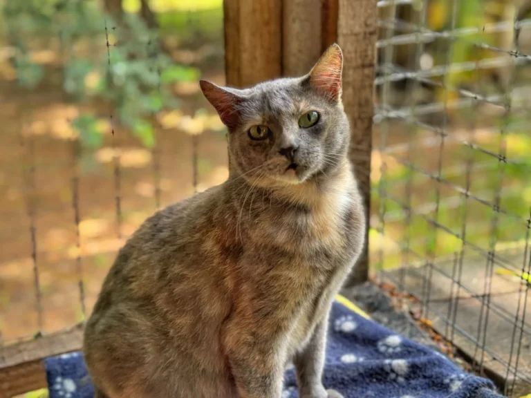 Foto de Baunilha, gata para adoção no Projeto Anjos de Patas.