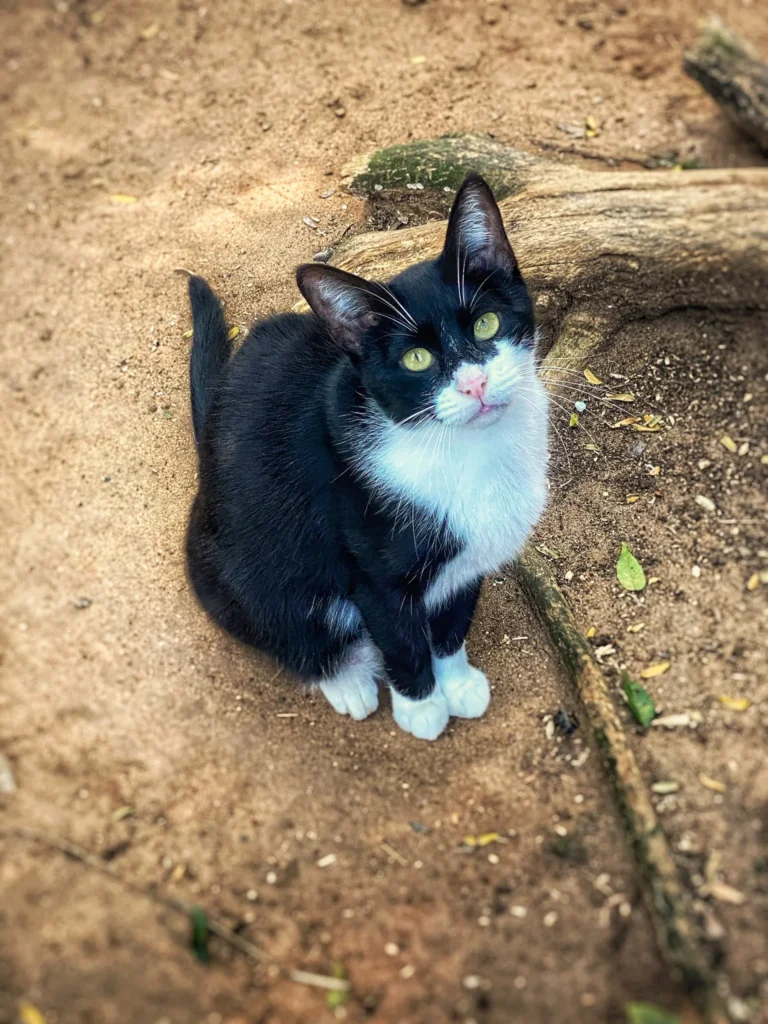 Foto de Brenda, gato para adoção no Projeto Anjos de Patas.