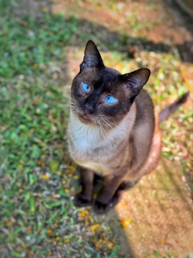 Foto de Café, gato para adoção no Projeto Anjos de Patas.