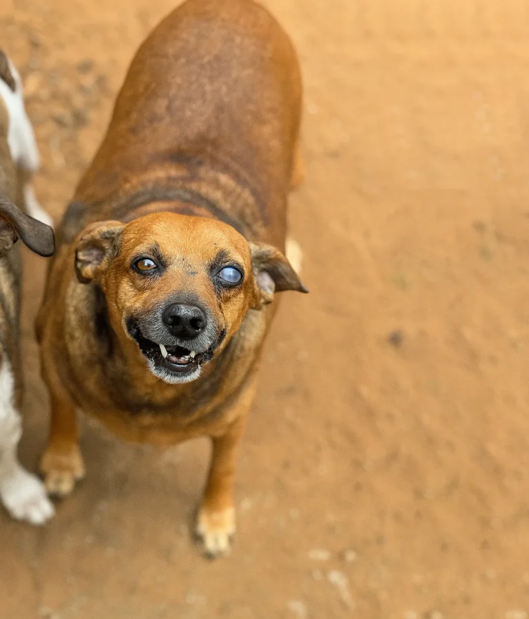 Foto de Chica, cão para adoção no Projeto Anjos de Patas.
