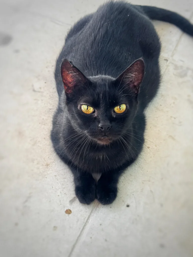 Foto de Helena, cão para adoção no Projeto Anjos de Patas.
