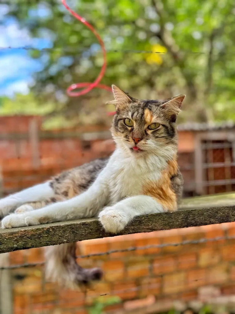 Foto de Lala, gato para adoção no Projeto Anjos de Patas.