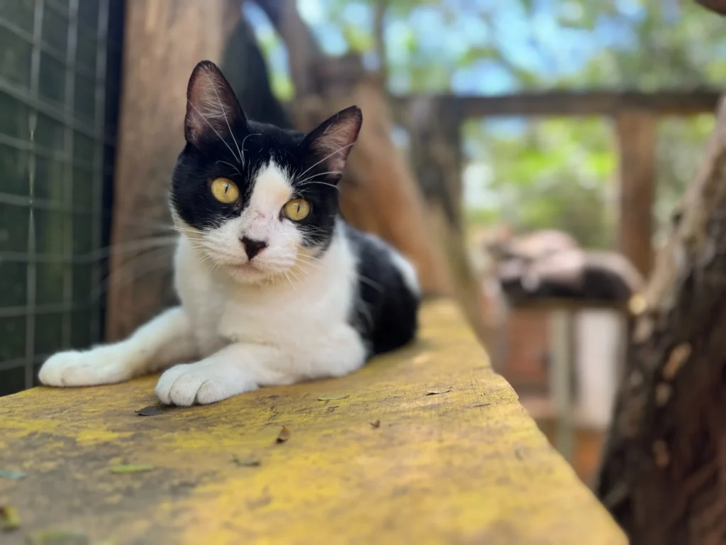 Foto de Lili, gata para adoção no Projeto Anjos de Patas.