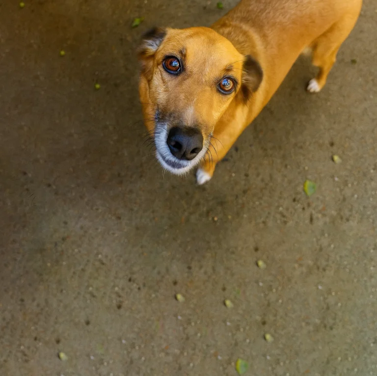 Foto de Malaquita, cão para adoção no Projeto Anjos de Patas.