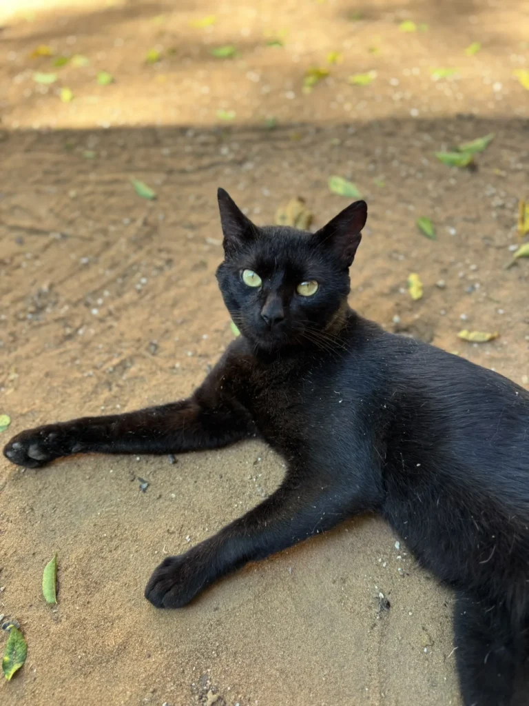 Foto de Pinhão, gato para adoção no Projeto Anjos de Patas.