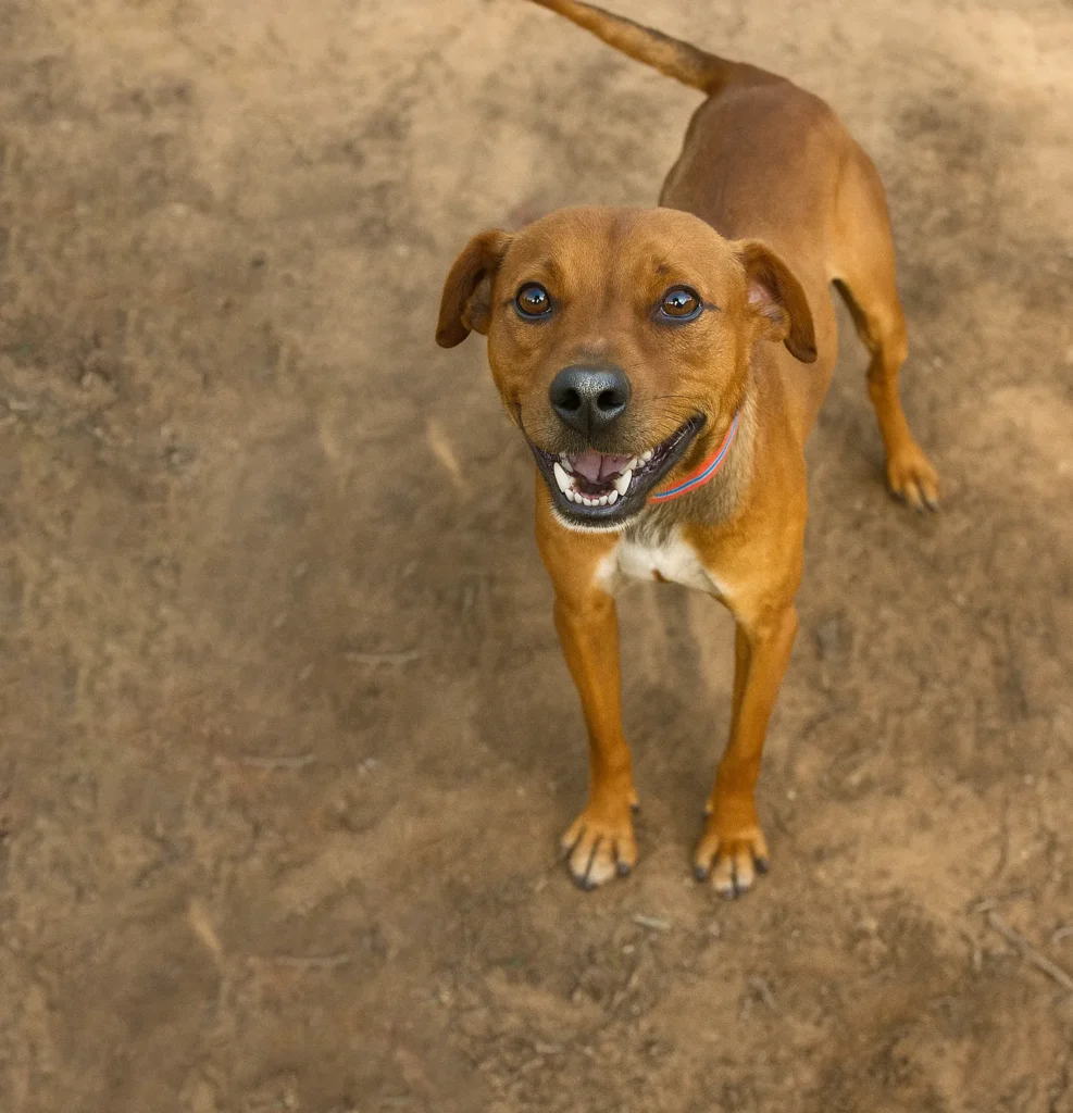 Foto de Pongo, cão para adoção no Projeto Anjos de Patas.