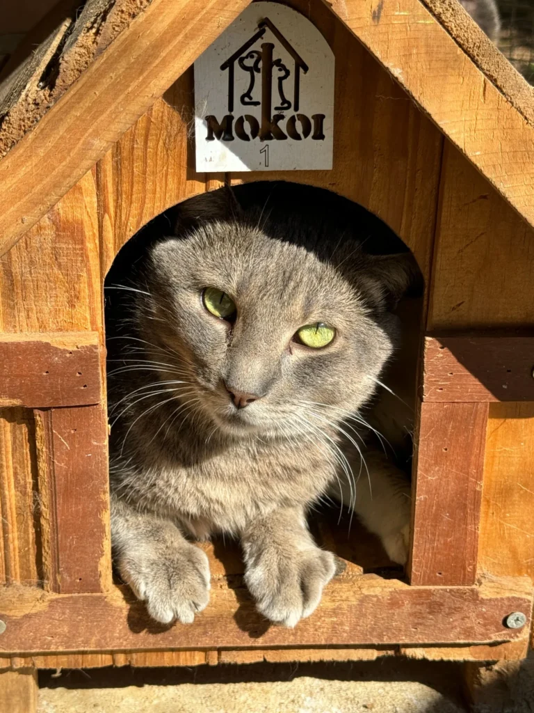 Foto de Ramon, gato para adoção no Projeto Anjos de Patas.
