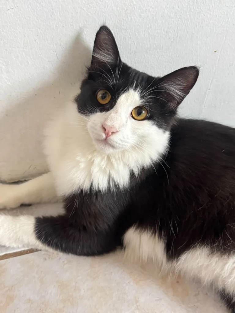 Foto de Tom, gato para adoção no Projeto Anjos de Patas.