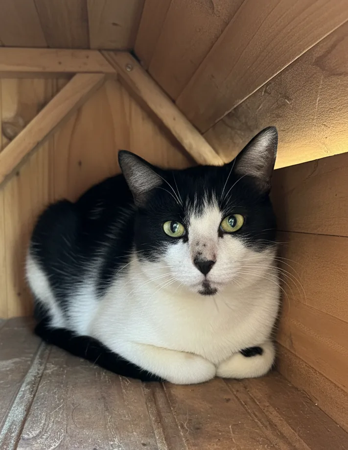 Foto de Toulouse, gato para adoção no Projeto Anjos de Patas.