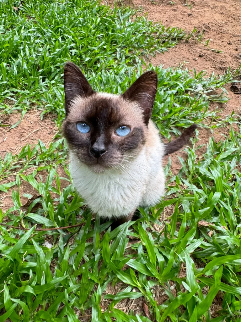 Foto de Verona, gato para adoção no Projeto Anjos de Patas.