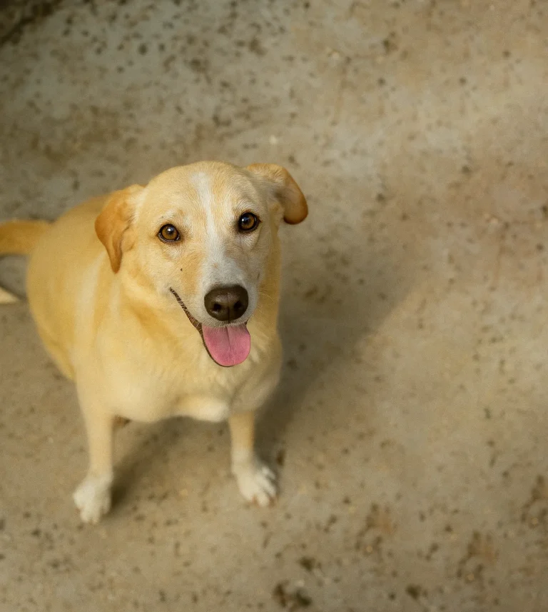 Foto de Zaya, cão para adoção no Projeto Anjos de Patas.
