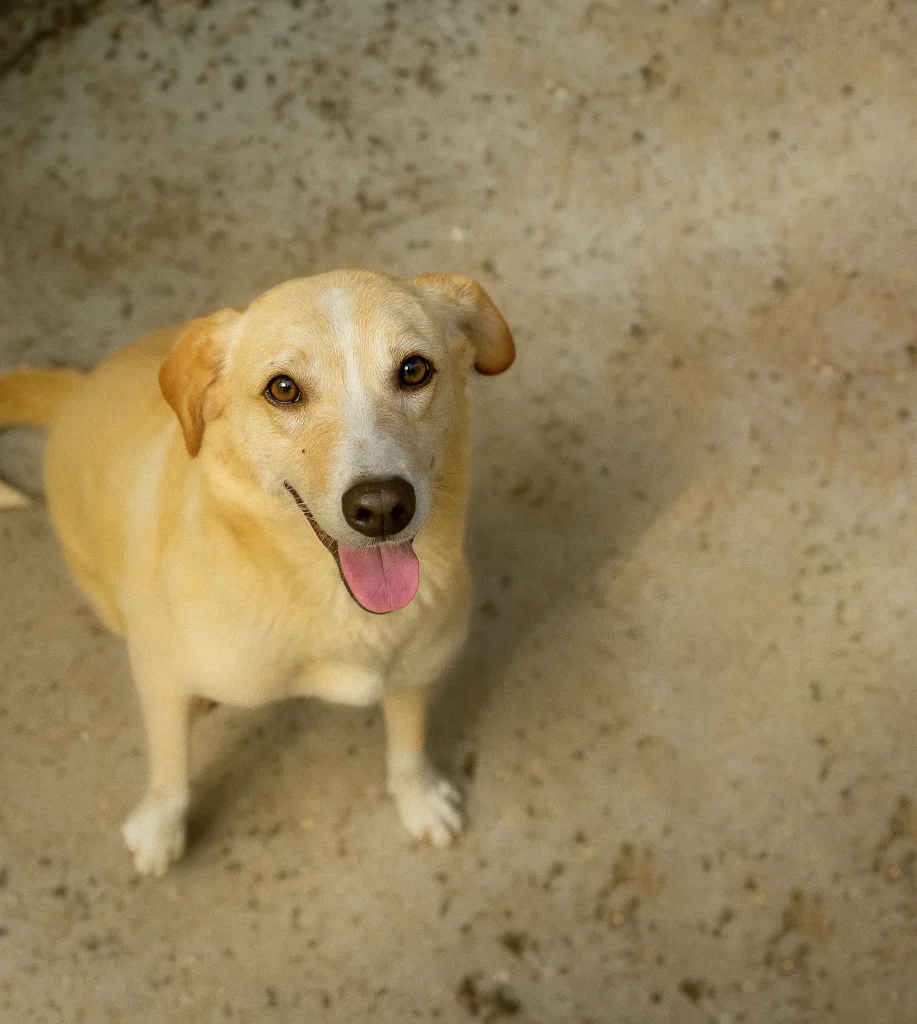 Foto de Zaya, cão para adoção no Projeto Anjos de Patas.